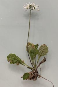 <i>Bellis perennis</i>