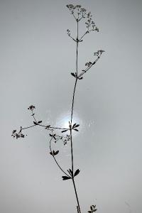 <i>Galium pumilum</i>