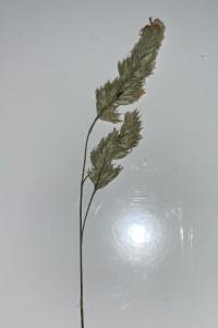 <i>Dactylis glomerata</i>