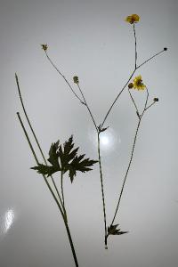 <i>Ranunculus acris</i>