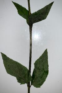 <i>Scrophularia nodosa</i>