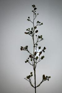 <i>Scrophularia nodosa</i>