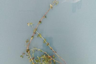 <i>Hypericum pulchrum</i>