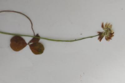 <i>Trifolium repens</i>