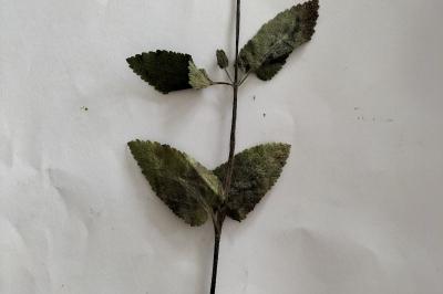 <i>Teucrium scorodonia</i>