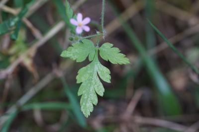 <i>Geranium robertianum</i>