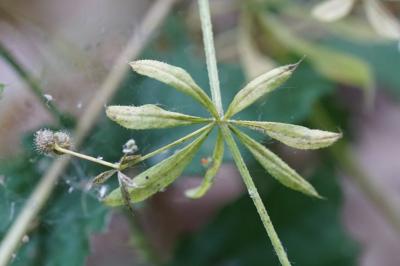<i>Galium aparine</i>