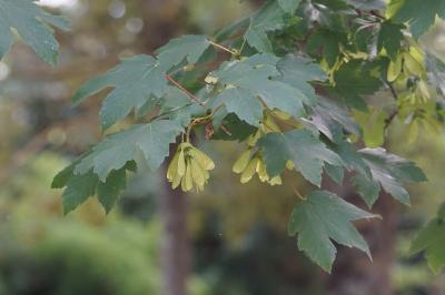 <i>Acer pseudoplatanus</i>