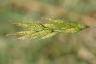 <i>Bromus hordeaceus</i>