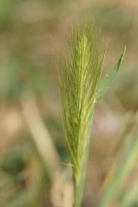 <i>Hordeum murinum</i>