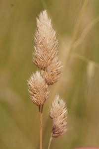 <i>Dactylis glomerata</i>
