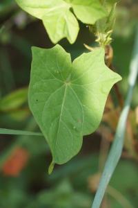 <i>Convolvulus sepium</i>