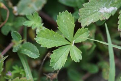 <i>Potentilla reptans</i>