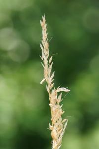 <i>Arrhenatherum elatius</i>