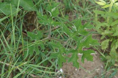 <i>Heracleum sphondylium</i>