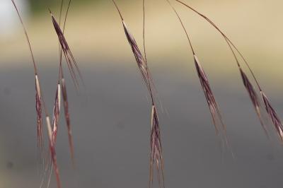 <i>Anisantha sterilis</i>