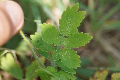<i>Chelidonium majus</i>