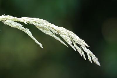 <i>Holcus lanatus</i>