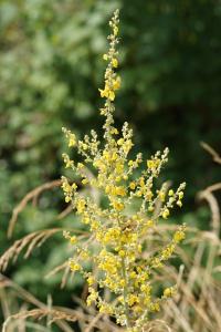 <i>Verbascum pulverulentum</i>