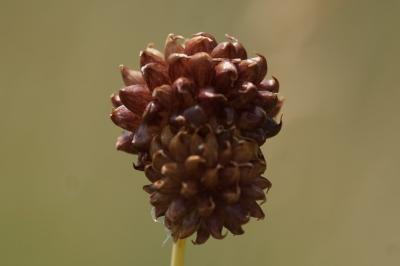 <i>Allium vineale</i>