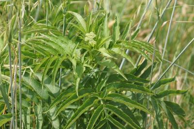 <i>Sambucus ebulus</i>