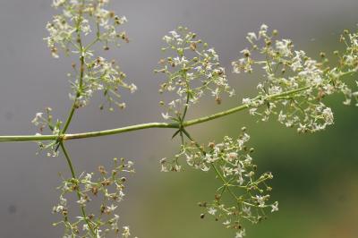 <i>Galium album</i>