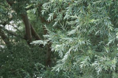 <i>Salix alba</i>