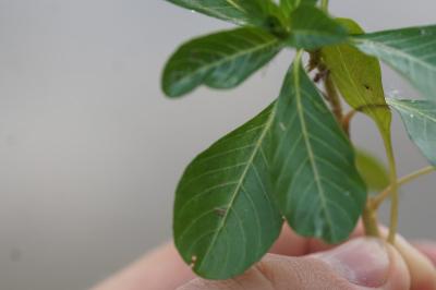 <i>Ludwigia</i>