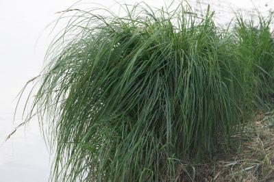 <i>Carex elata</i>