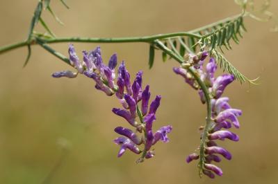 <i>Vicia cracca</i>