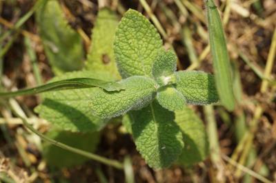 <i>Mentha suaveolens</i>