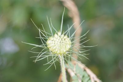 <i>Daucus carota</i>