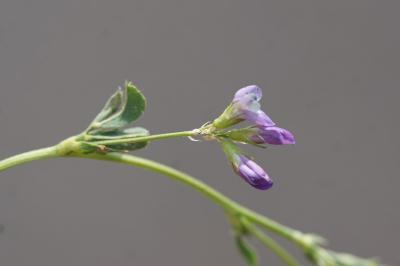 <i>Medicago sativa</i>