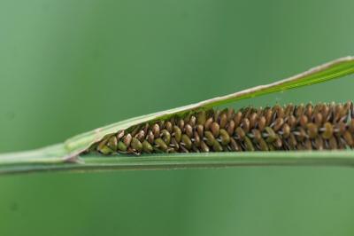 <i>Carex elata</i>