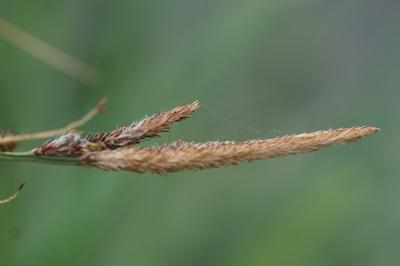 <i>Carex elata</i>