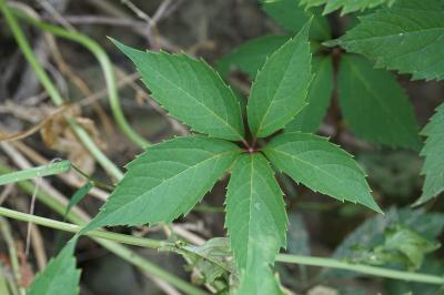 <i>Parthenocissus quinquefolia</i>