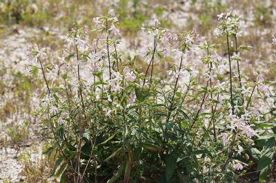 <i>Saponaria officinalis</i>