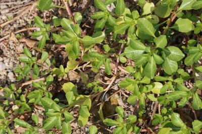 <i>Ludwigia</i>