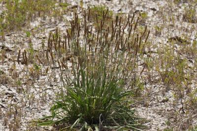 <i>Plantago lanceolata</i>