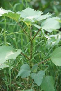 <i>Xanthium orientale</i>