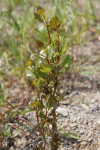 <i>Populus nigra</i>