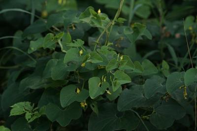 <i>Aristolochia clematitis</i>
