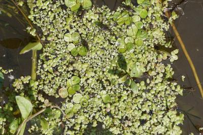 <i>Lemna minuta</i>