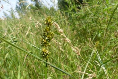 <i>Carex</i>