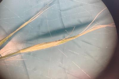 <i>Elymus caninus</i>