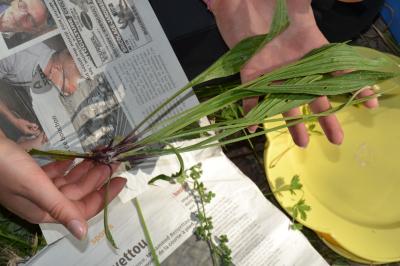 <i>Plantago lanceolata</i>