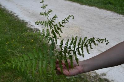 <i>Pteridium aquilinum</i>