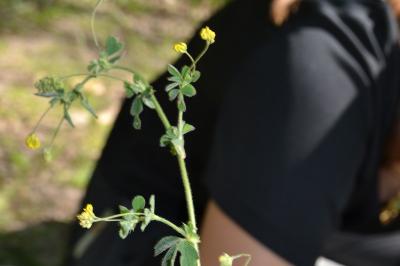 <i>Medicago lupulina</i>