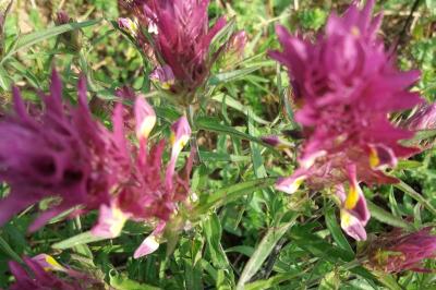 <i>Melampyrum arvense</i>