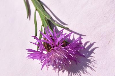 <i>Centaurea nigra</i>
